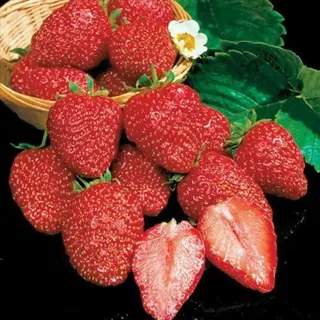 fresh earliglow strawberry harvest featuring ripe red berries, whole and halved, with leaves in a wicker basket