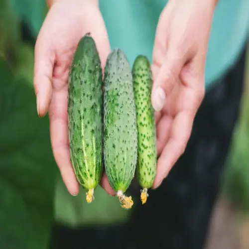 fresh garden cucumbers harvest in hands