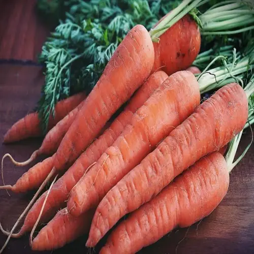 fresh garden-harvested carrots with green tops on a rustic wooden surface