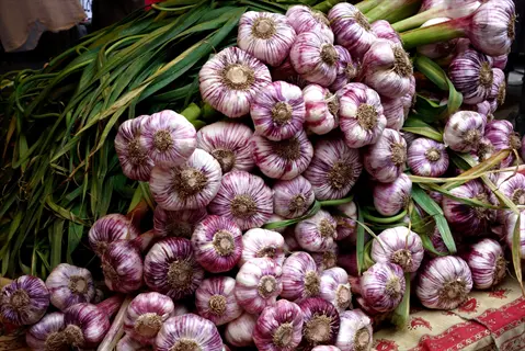 fresh garlic bulbs with green stems, harvested from a garden