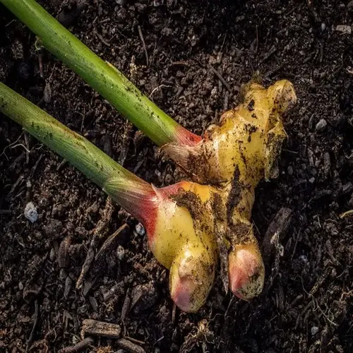 fresh ginger rhizome with green shoots on garden soil, ready for planting