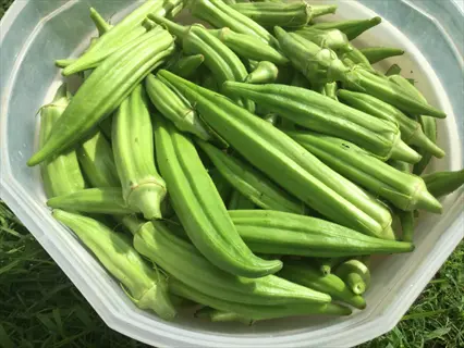 fresh green okra pods harvested, likely cajun delight variety, in a plastic container