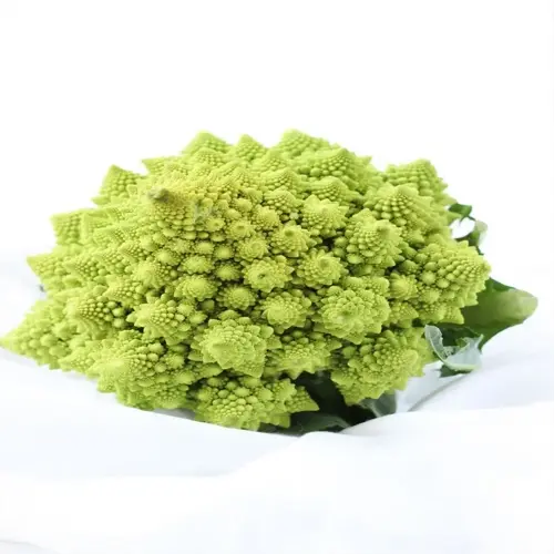 fresh green romanesco broccoli head, fresh broccoli garden harvest, isolated on white background