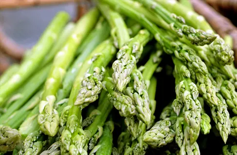 fresh heirloom asparagus spears (mary washington variety) harvested from a garden, showcasing tender green stalks and budding tips