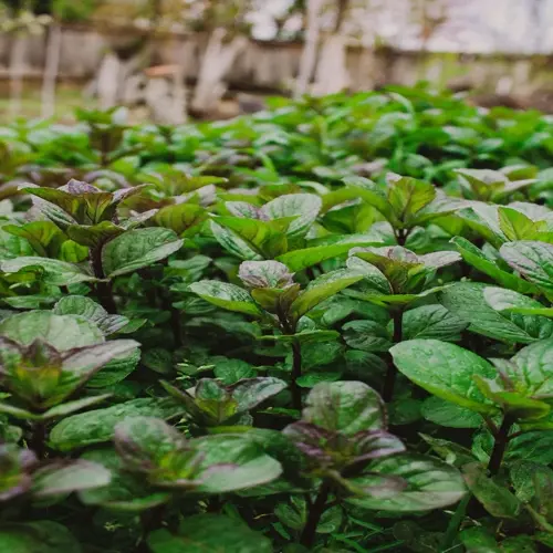 fresh mint plant garden with vibrant green leaves