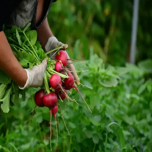 fresh radishes garden harvest