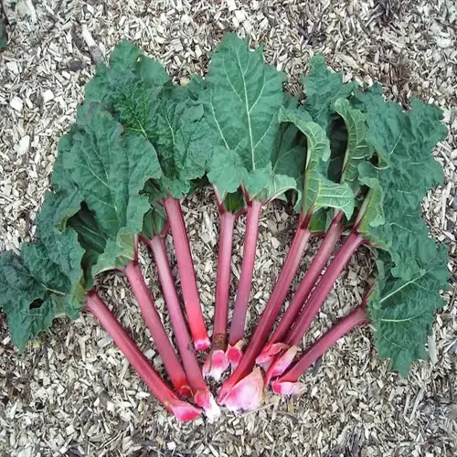 fresh rhubarb stalks with large green leaves arranged on wood chips in a garden