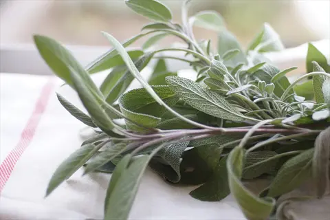 fresh sage plant leaves on a kitchen towel