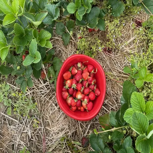 fresh strawberry garden harvest in a red bowl surrounded by lush green plants