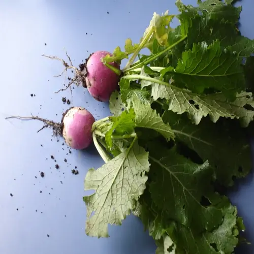 fresh turnip garden harvest with roots and greens on blue surface