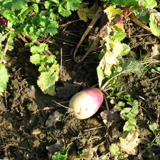 fresh turnip harvest garden with partially unearthed root and surrounding greens in dark soil