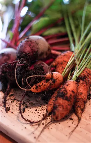 freshly harvested beets covered in garden soil with attached greens and carrots on a wooden surface