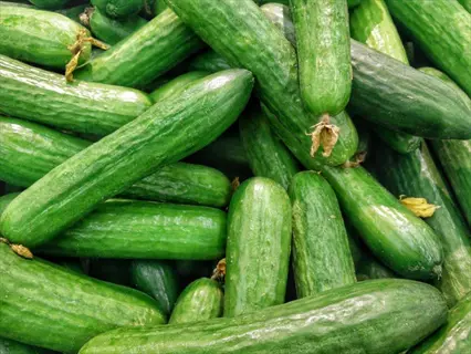 freshly harvested cucumbers piled together, relevant for 'harvest frequently for more fruit'