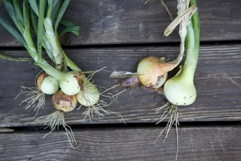 freshly harvested onion bulbs with green tops and roots from a garden, arranged on a rustic wooden surface