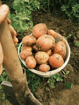 freshly harvested potatoes in a bucket with a shovel in a garden, representing a potato harvest