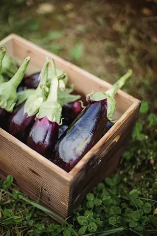 freshly harvested ripe eggplants in a wooden crate, sitting on grass, illustrating the result of 'harvest frequently for more fruit'