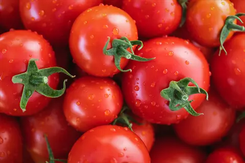 freshly harvested roma tomatoes (paste type) with water droplets, showcasing vibrant red color and glossy skin