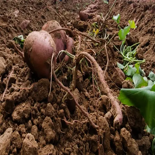 freshly harvested sweet potatoes with roots and green leaves on fertile garden soil - sweet potato garden harvest