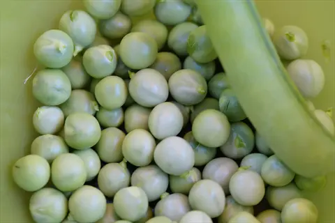 freshly shelled green peas with a pea pod, garden harvest close-up