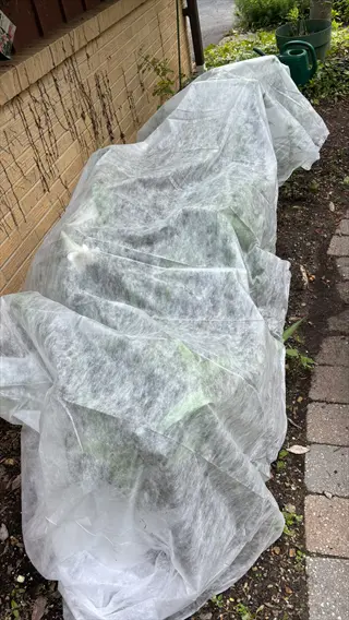 frost cloth covering garden plants against brick wall with watering can and greenery; protective row cover for cold weather