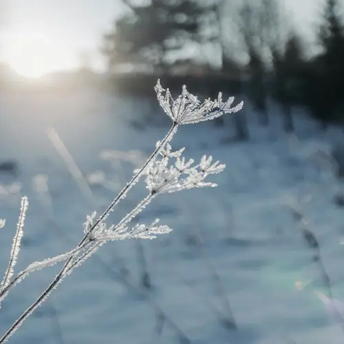 frost covered plants in a snowy field at sunrise with soft sunlight and blurred background
