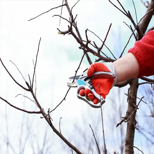 fruit tree pruning in winter: hand in red glove using shears on bare branches