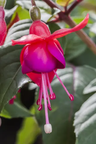 fuchsia hanging basket flower: close-up of vibrant pink-red bloom with purple base and long stamens against green foliage