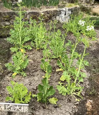 garden bed of flowering shogoin turnip plants with visible labeling sign in a terraced landscape