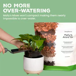 garden soil compost preparation: repotting a plant with molly's aroid mix soil, showing product bag and text about preventing over-watering