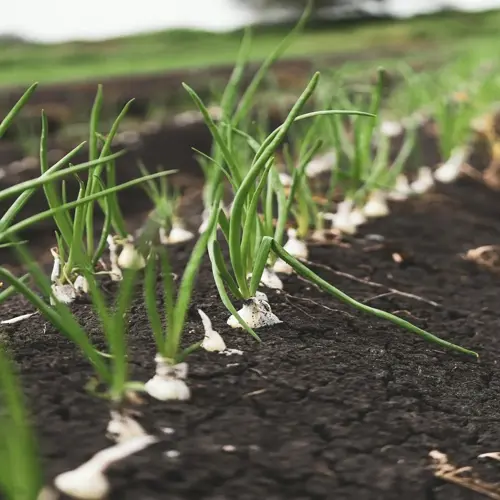 garlic bulbs growing in garden soil with green shoots