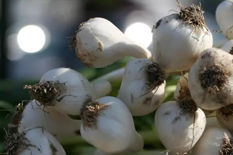 garlic bulbs planting: close-up of clustered white garlic bulbs with roots and soil residue, prepared for garden sowing