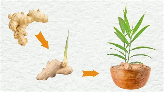 ginger rhizome sprouting green shoots, planted in a wooden bowl with soil