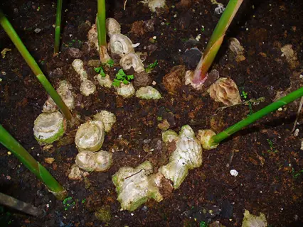 ginger rhizomes planted in soil with green stems growing