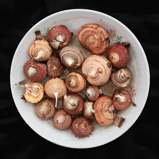 gladiolus corms in decorative bowl for garden planting