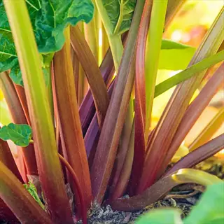 glaskins perpetual rhubarb plants with thick red-tinged stalks and large green leaves growing in a sunny garden
