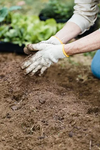 gloved hands preparing garden soil, clapping soil to test texture and moisture for planting
