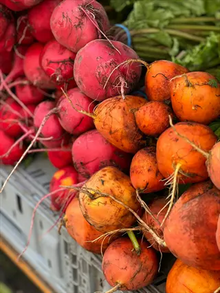 golden beet harvest: fresh yellow beets with red beets and greens displayed in plastic crates
