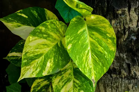 golden pothos vine (epipremnum aureum) showcasing vibrant yellow-variegated leaves against a dark textured background