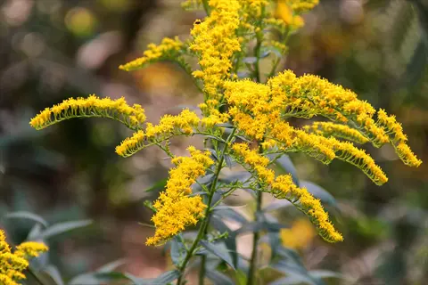 goldenrod flowers (solidago) blooming in autumn
