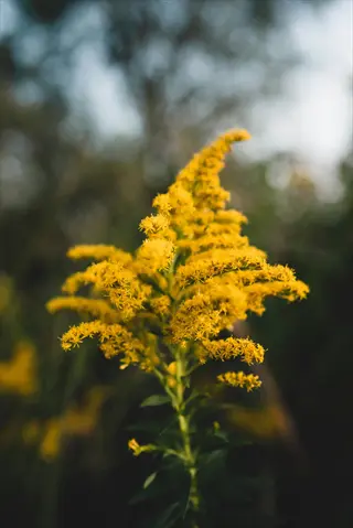 goldenrod (solidago species) with bright yellow flower clusters against a blurred natural background