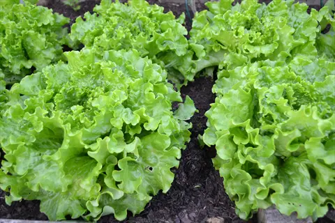 green batavian lettuce (sierra variety) growing in a garden bed with dark soil