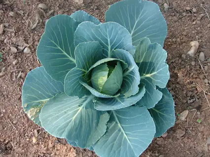 green cabbage head in a garden: mature plant with layered leaves growing in soil