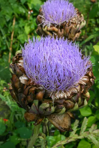 green globe artichoke plants with two large purple flowering blooms in a lush garden setting