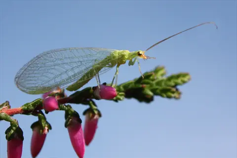 green lacewing insect with delicate translucent wings perched on pink heather flowers against a clear blue sky, showcasing long antennae and slender body