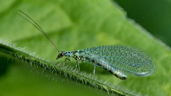 green lacewing insect with delicate transparent wings perched on a fuzzy green plant stem