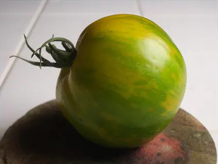 green zebra tomato with yellow stripes on a textured surface, stem attached, against white tiled background