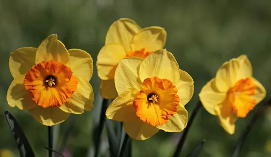 group of daffodils yellow spring flowers with orange centers against a green garden background