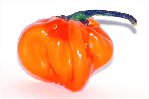 habanero pepper orange with glossy texture and green stem isolated on white background