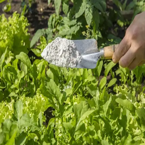 hand holding a trowel with diatomaceous earth, applying it to a garden with leafy plants