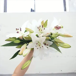 hand holding bouquet of white lilies and buds against a light wall. not related to 'blanch white varieties properly' (cauliflower leaf-tying technique)